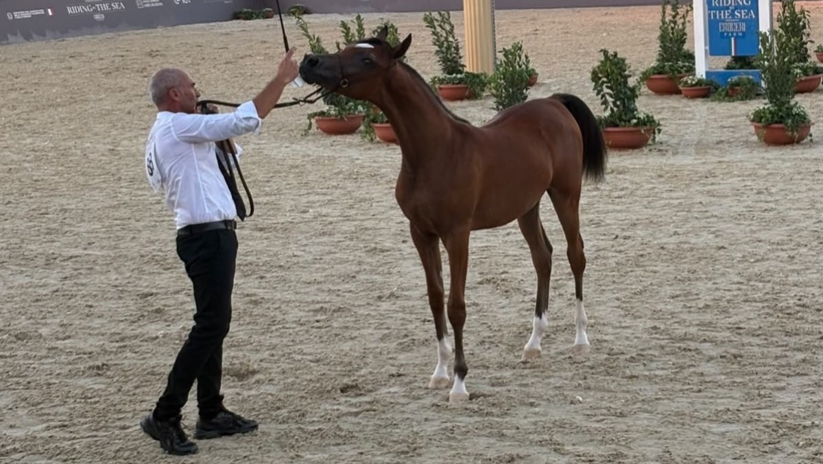 Campionato Italiano del Purosangue Arabo, la puledra gelese CSS Veracruz conquista il bronzo  - 