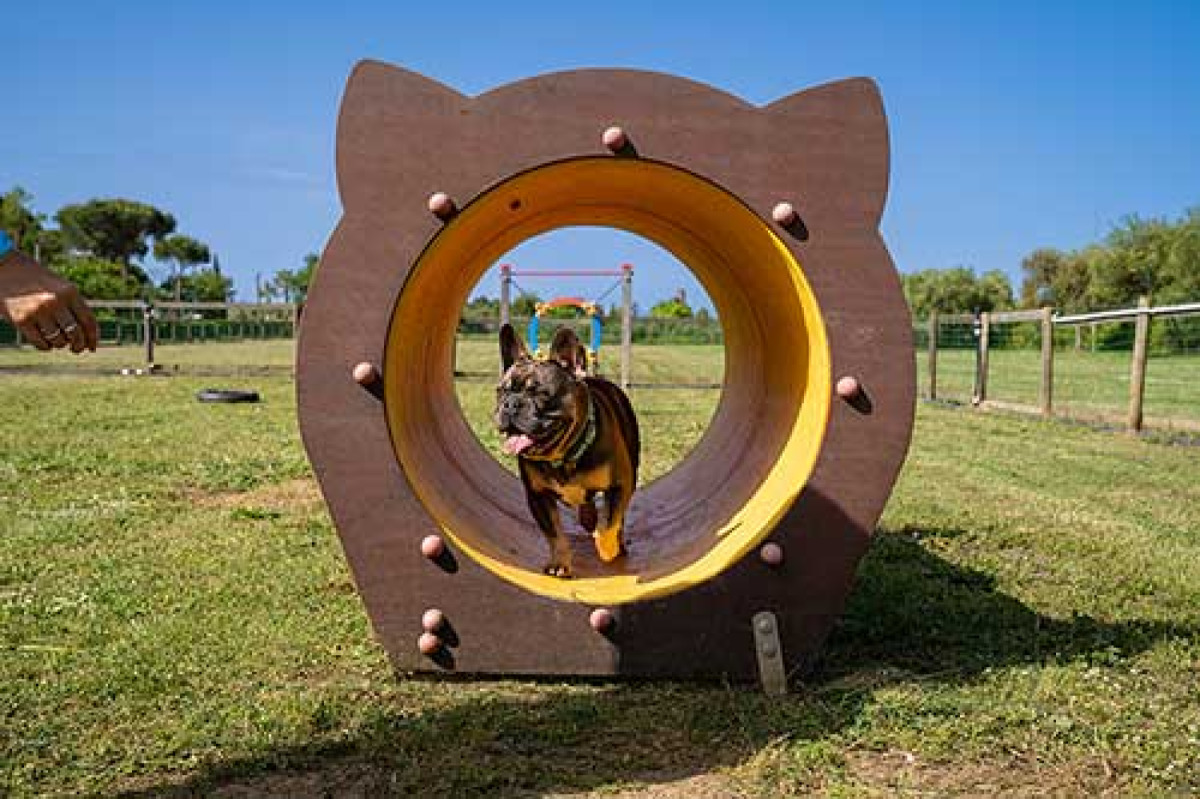 "Un'area cani per lo sgambamento", mozione del consiglere Cavallo - 