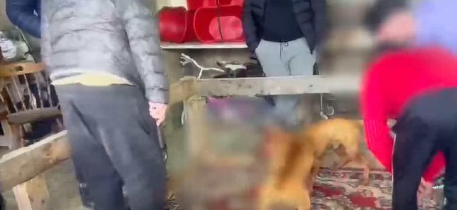 La rete dei combattimenti di pitbull, chieste misure per gli indagati: partono gli interrogatori - I combattimenti ripresi e i video scambiati su Telegram
