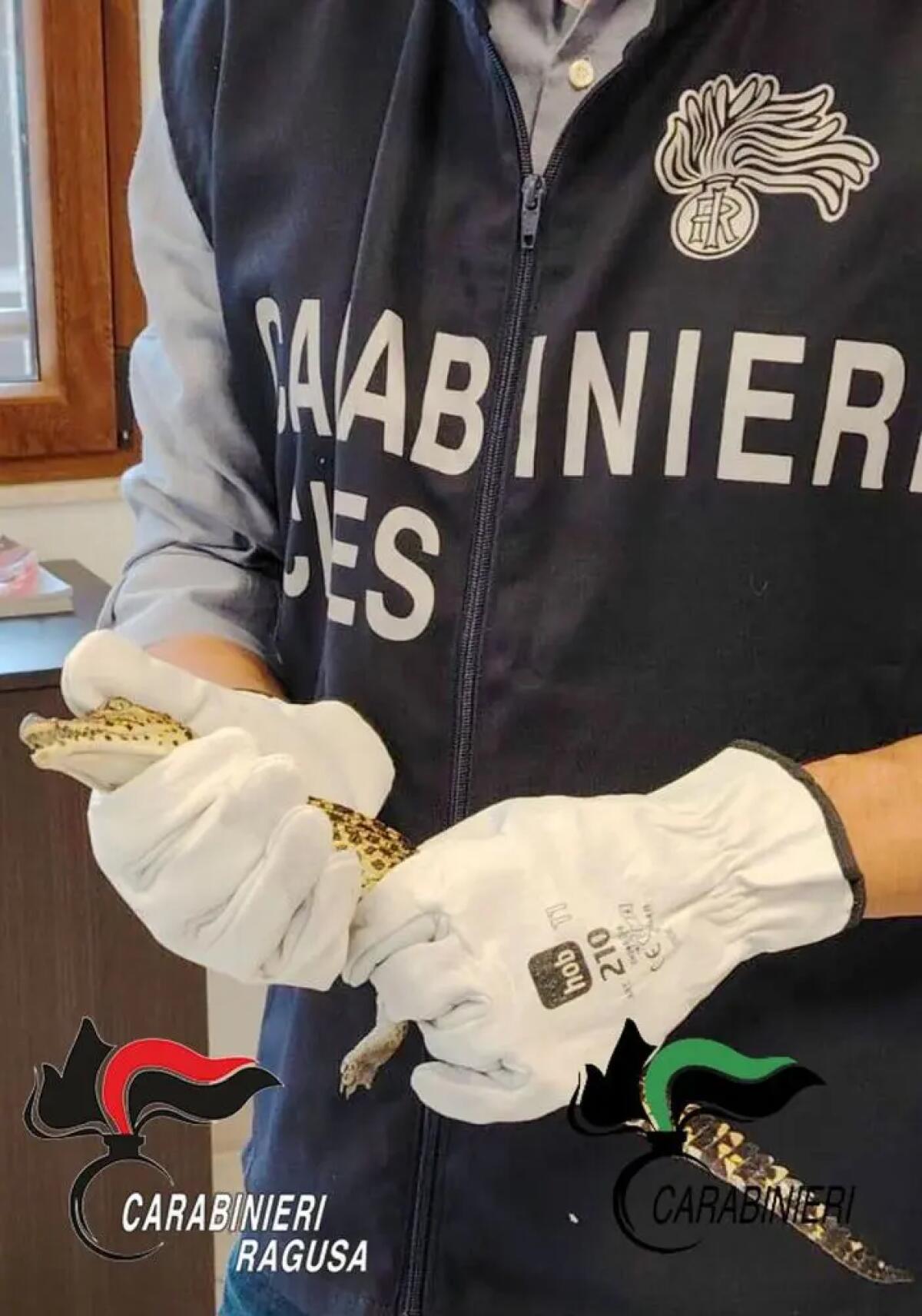 In casa coccodrilli rari, una pistola e una serra di marijuana, arrestato 53enne nel Ragusano - 