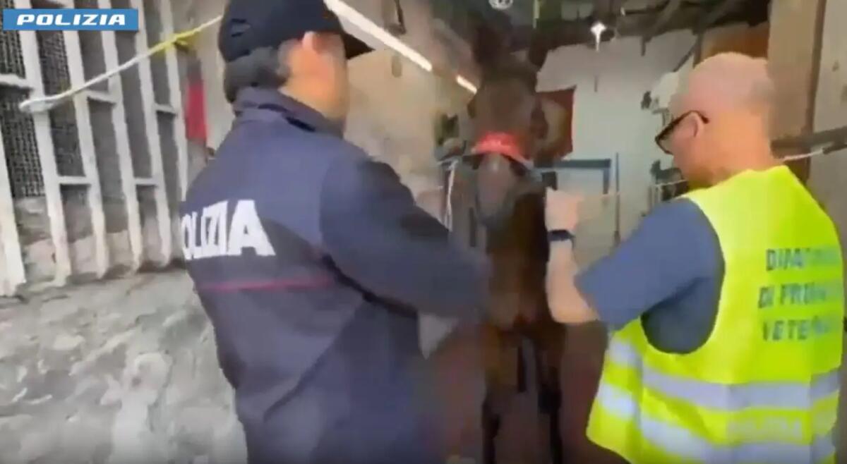 Col kalashnikov a una corsa clandestina di cavalli, giovane arrestato a Catania - 