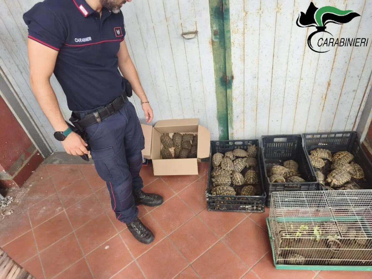 Catania, sequestrate 102 tartarughe protette: erano detenute senza documentazione e autorizzazioni - 