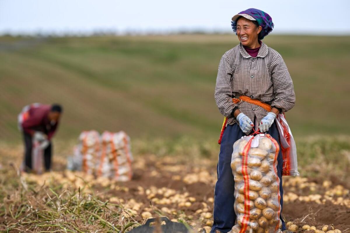La Cina prevede un 2026 da record per il raccolto di cereali - 