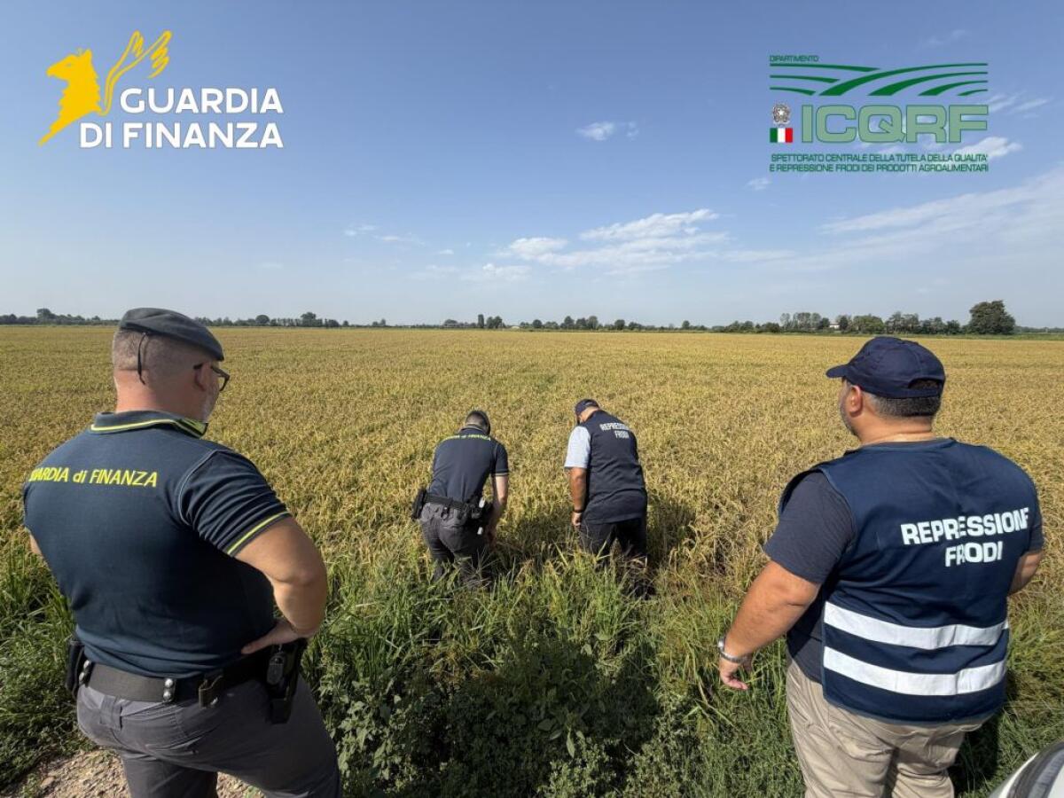 Pavia, maxi frode su riso biologico. Profitti illeciti per 10 milioni dl euro - 