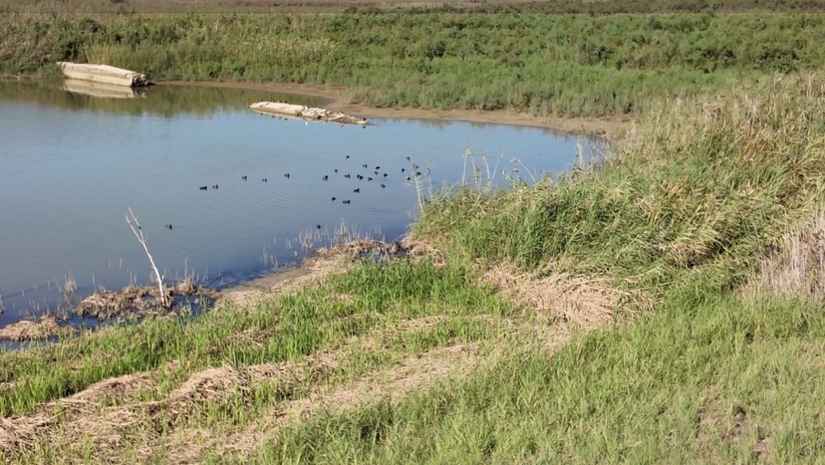 Biviere di Gela, è record di fenicotteri rosa all'Eurbirdwatch 2026 - Scorcio del lago Biviere di Gela