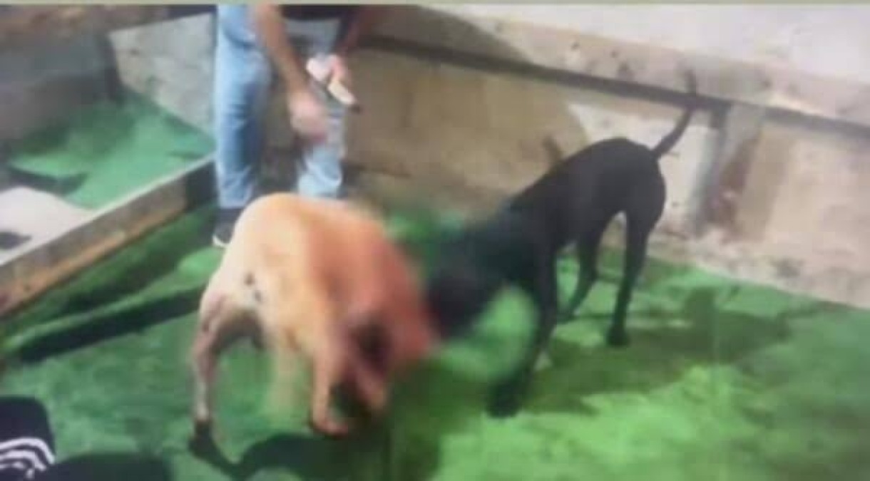 Combattimenti pitbull, riesame respinge ricorso indagato: confermato sequestro cani  - 