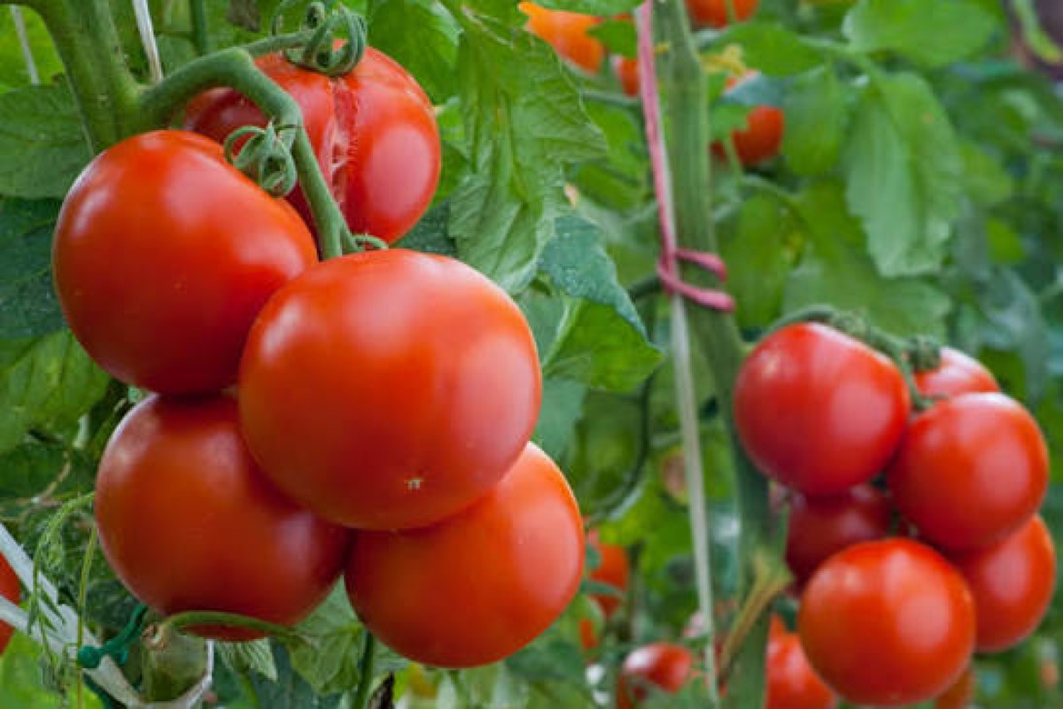 Salmonella e pomodori, ritirato un lotto prodotto sul territorio: domani vertice con autorità  - 