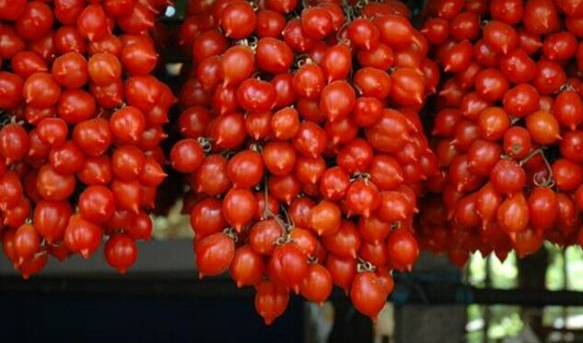 Rischio salmonella per pomodorini locali, concluso vertice: "Nessun allarmismo, tutela della filiera" - 