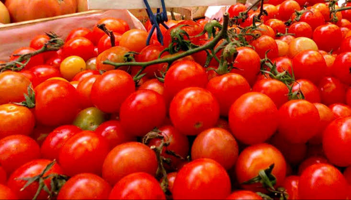 Pomodorino e salmonella, pm Brescia aprono indagine: verifiche anche su lotto gelese - 
