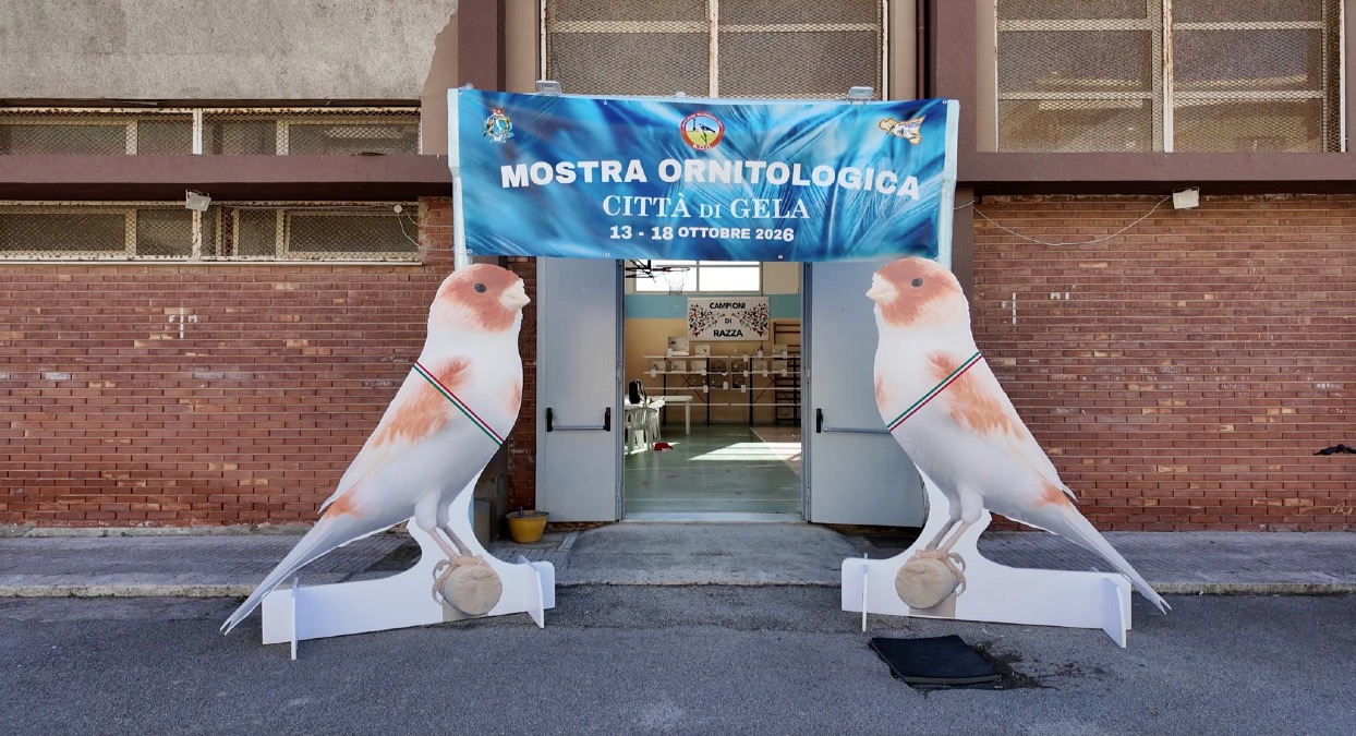 Gela, al via la XX Mostra ornitologica nazionale - 