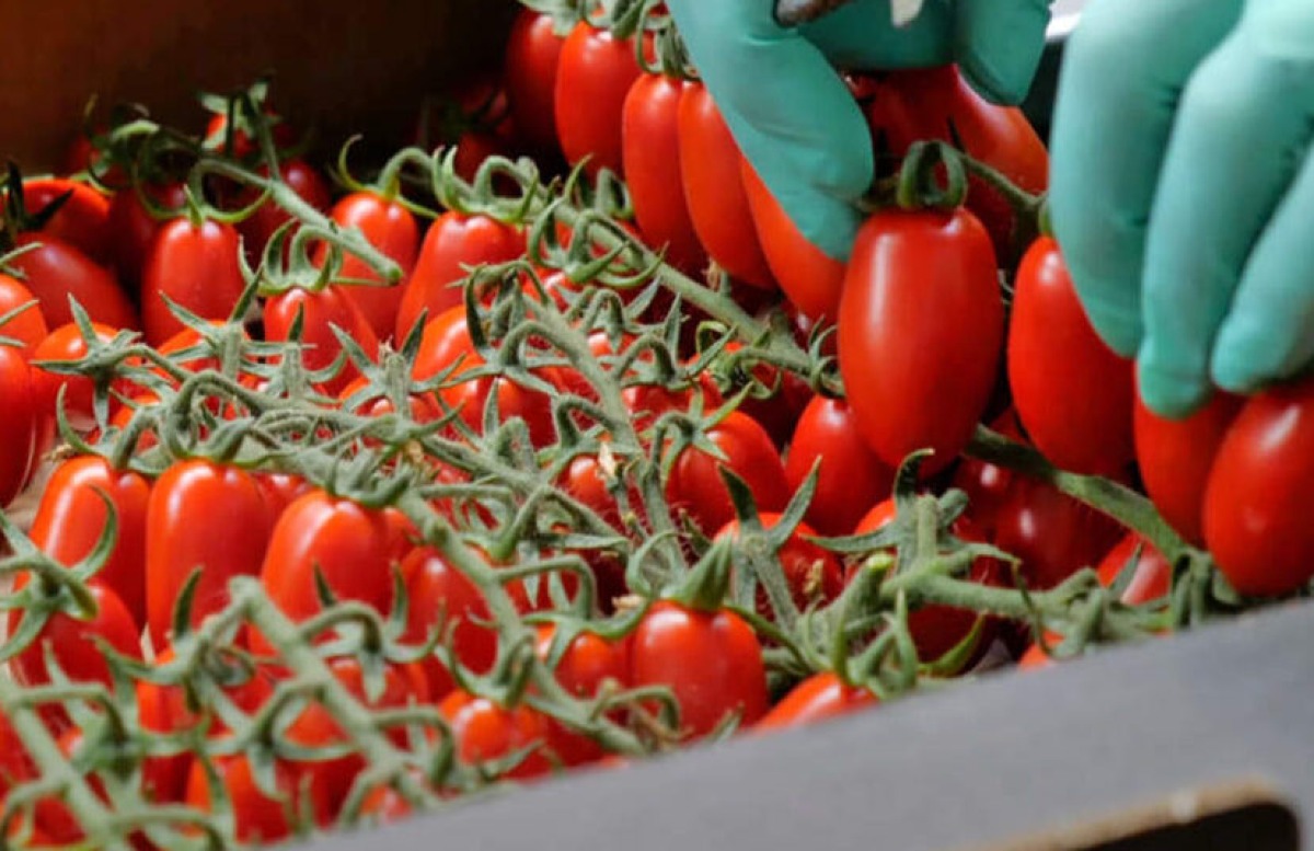 Rischio salmonella e pomodorino, Cirignotta a Di Stefano: "Si faccia chiarezza a tutela del comparto locale" - 