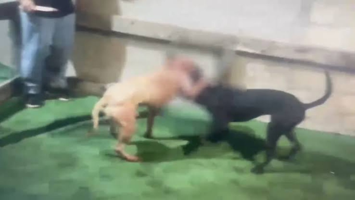 Combattimenti pitbull, gip non accoglie richiesta misure per i sei indagati  - 