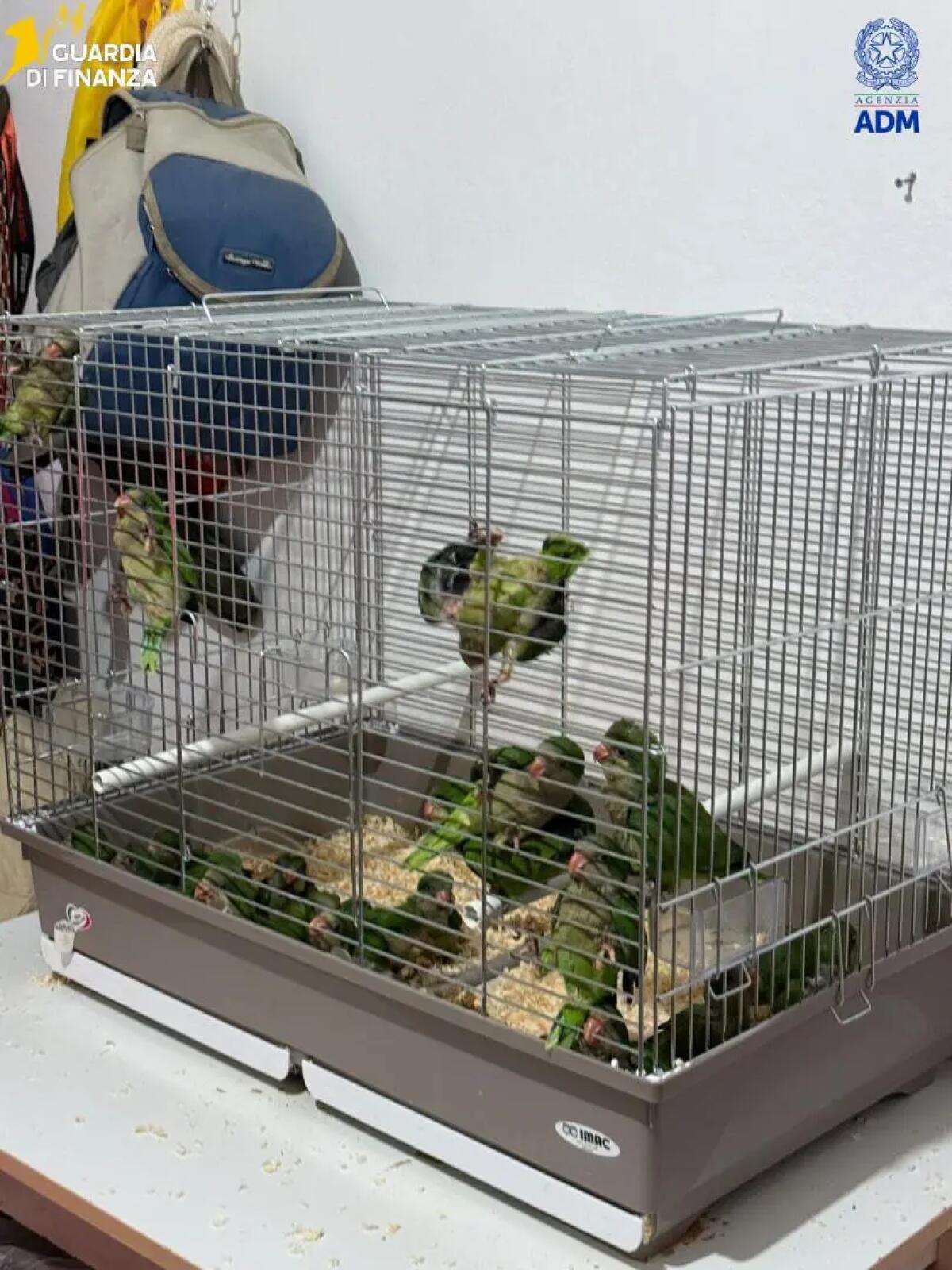Sequestrate 300 testuggini e 77 pappagalli al porto di Pozzallo, 76 appartenenti a specie protette - 